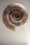 Fossilized spiral ammonite