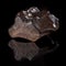 Fossilized Triceratops HorridusShed Tooth on reflective surface