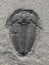 Fossilized trilobite.