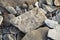 Fossils at Joggins Fossil Cliffs, Nova Scotia, Canada