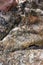 Fossils in rocks, Brachina Gorge, SA, Australia