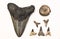Fossils of Shark Teeth