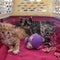 Foster kittens in cat carrier on their way home with toy and blanket