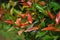 Fothinia glabras pucuk merah leaves backgroud