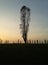 foto albero di cipresso con prospettiva effetto geyser