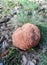 Foto of mushroom looks like cauliflower in natural environment growing in forest