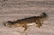 FOUETTE QUEUE D`EGYPTE uromastyx aegyptius