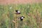 Found a couple of flying common indian mynas at the field in a village. Flew over the millet haystack in a flash of time