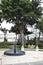 Fountain and big tree on the Malecon 2000 embankment in Guayaquil