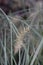 Fountain Grass Little Bunny