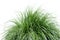 Fountain Grass Over White