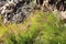 Fountain Grass (Pennisetum setaceum
