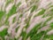 Fountain Grass, Pennisetum setaceum in the wind