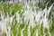 The Fountain Grass White in a meadow in a tropical country