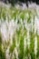 The Fountain Grass White in a meadow in a tropical country