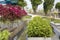 Fountain and plants arranged in Nanning Five Elephants Park