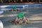 Fountain in Primorski park in Varna city, Bulgaria