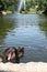 Fountain Snake and black swans in the Sofiyivsky Park. Botanical Garden arboretum in Uman, Cherkasy Oblast, Ukraine