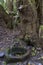 Fountain with water flowing from a tree,  in forest at Garajonay park. La Gomera, Canary Islands.