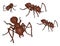 Four 3D brown ants, illustration, vector