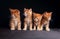 Four adorable bright red solid maine coon kittens sitting with b