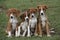 Four adorable brown puppies cuddled in green grass.