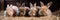 four adorable brown rabbits eat food and sit on dried grass in a rabbit farm.