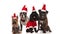 Four adorable dogs of different breeds wearing santa costumes