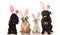 Four adorable dogs wearing easter bunny ears