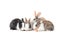 Four adorable fluffy rabbits eating delicious carrot together on white background, feeding bunny vegetarian pet animal with