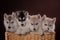 Four adorable Husky puppy in a basket