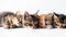 Four adorable kittens sleeping side by side on a white background