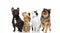 Four adorable pets on white background looking up