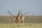 Four adult giraffe standing together in open savannah of Masai Mara Kenya
