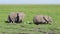 Four African elephants feeding in the marshland on a day