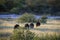 Four African ostriches are walking in the grass of the African savanna