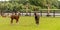 Four Alpacas, in panorama, two brown and white alpacas in the foreground. A cream and brown alpaca lie in the grass. Selective