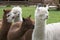 Four Alpacas, white and brown alpacas, looking at the right. Selective focus, photo of heads