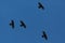 Four alpine choughs pyrrhocorax graculus flying in blue sky