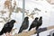 Four alpine choughs sitting on a wooden stick