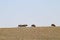 Four American Bison walk along the horizon of a rocky ridge and stop to graze on new spring grass outlined against a blue sky