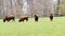 Four American buffalo bison on grass pasture