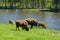 Four American Buffalo Graze