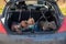 Four American bully puppies in the trunk of a car. Transportation of domestic dogs. Transportation of animals for