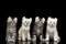 Four American Curl Kittens with Twisted Ears Isolated Black Background