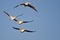 Four American White Pelicans Flying in a Blue Sky