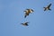 Four American Wigeons Flying in a Blue Sky