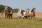 Four Appaloosa horses running on meadow