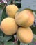 Four apricots on a branch. Growing apricots in the garden in Russia in the southern Urals