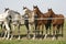 Four arabian youngster looking over corral gate at summertime